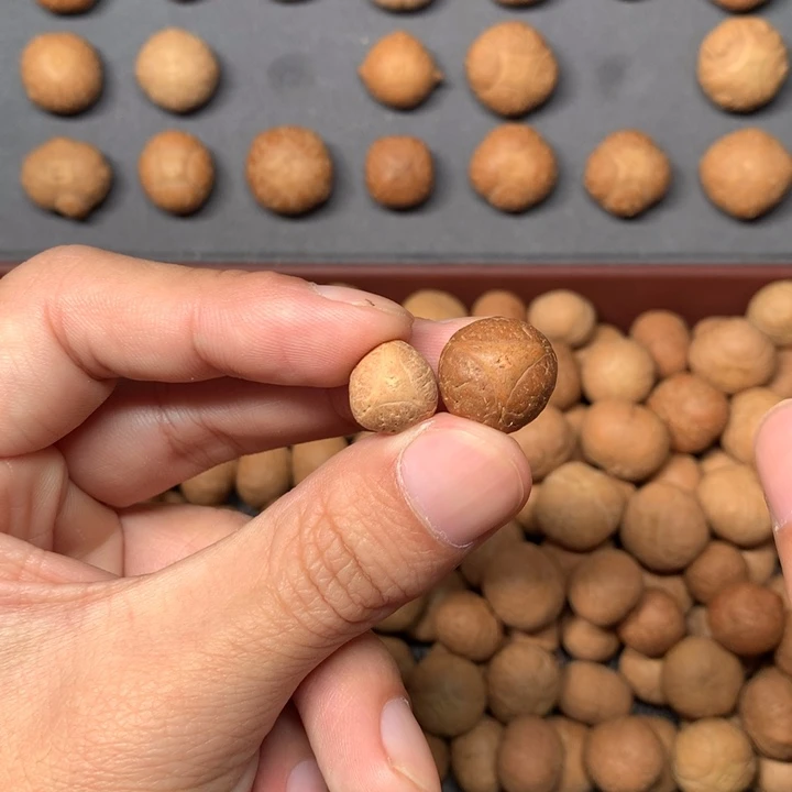 凤眼菩提吊坠诸**郎龙眼两颗