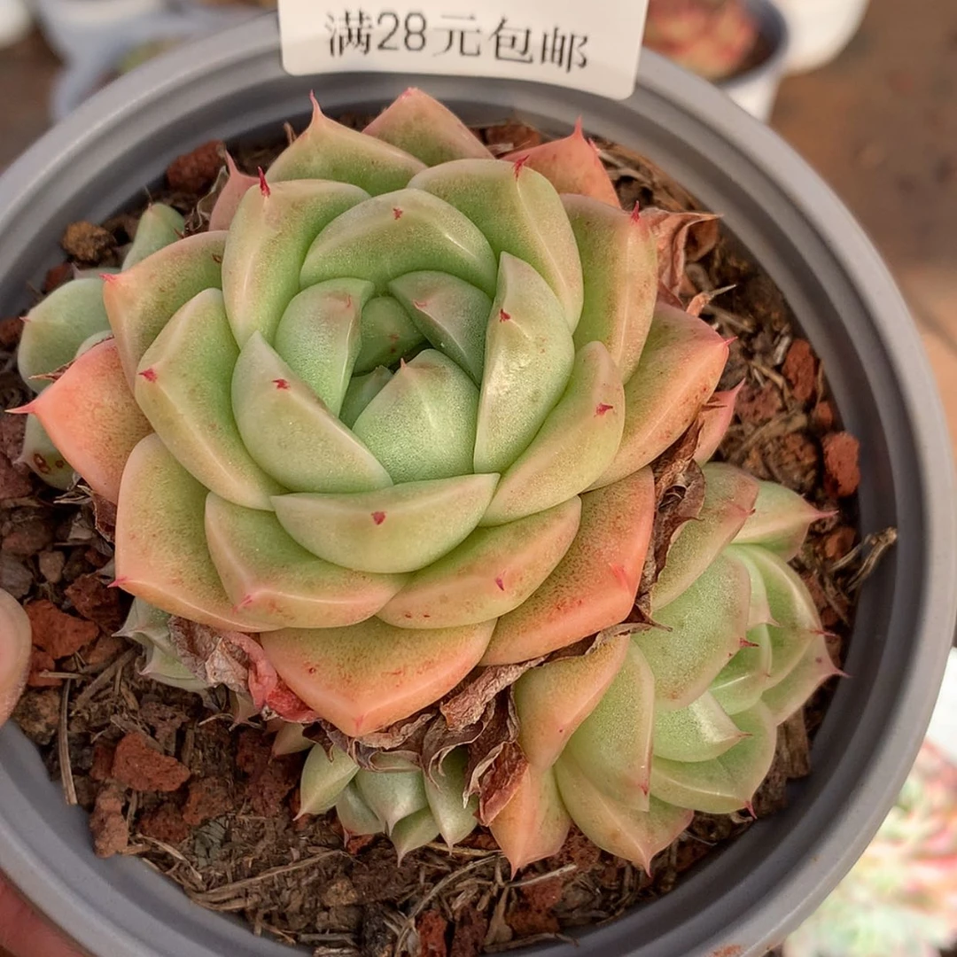 【闪购商品】云132号麦秆
