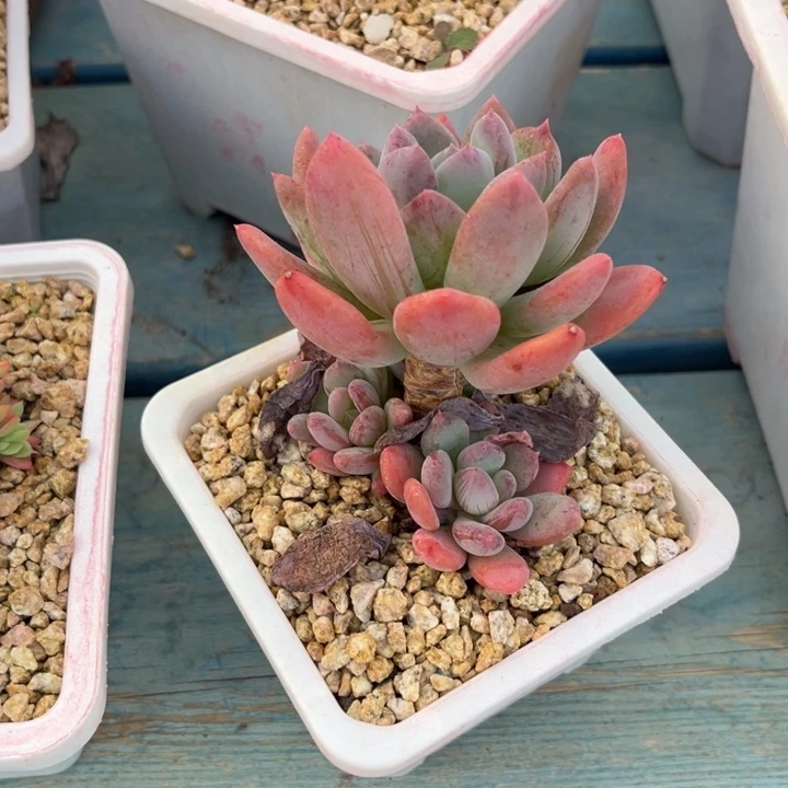 168一个小小老桩灰姑娘