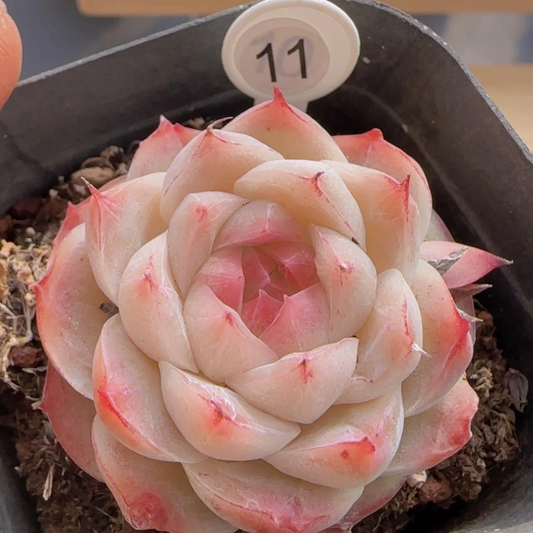 全场满28包邮多肉植物