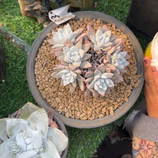 ?谢谢姐姐～一物一拍583