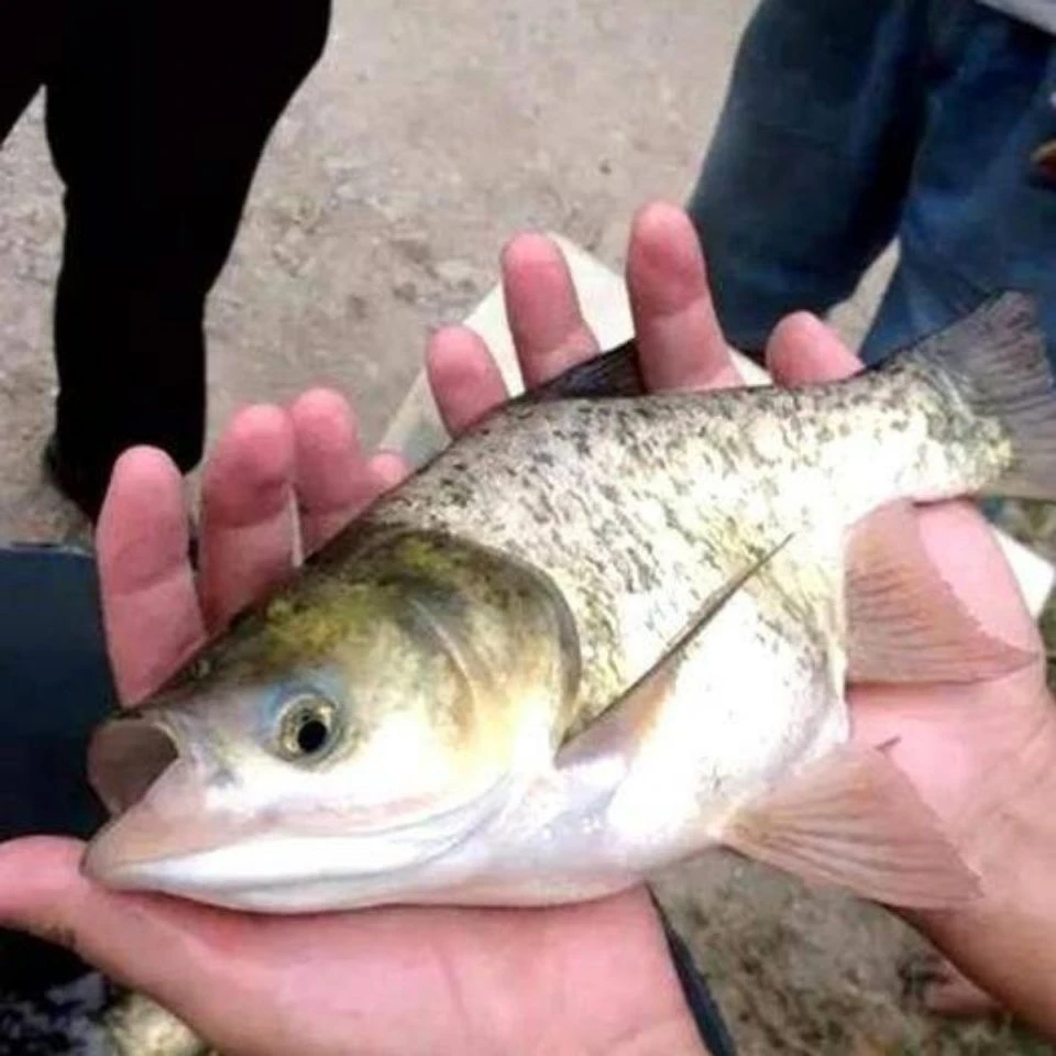 缩骨大头鱼 仙骨花鲢鱼 缩骨胖头鱼 宠物活体观赏鱼