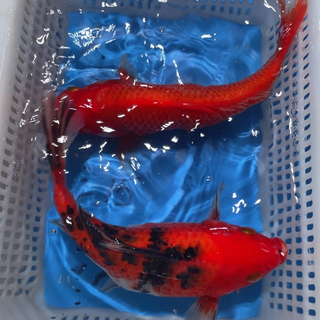 锦鲤锦鲤包邮包售后