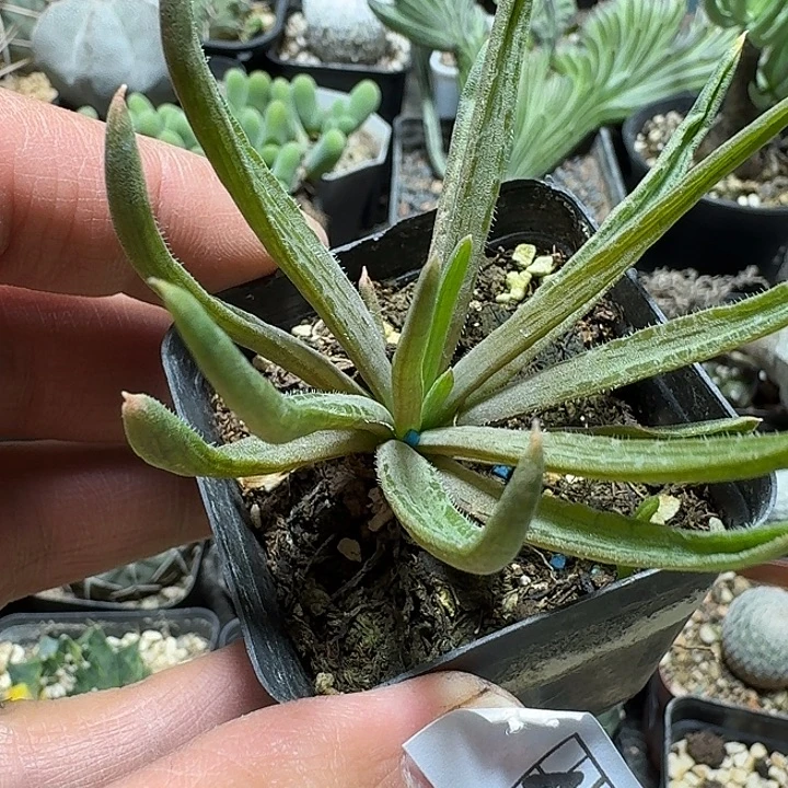 477块根寿带盆发货