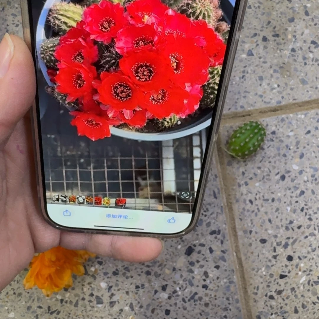 349白檀血色2个无根侧牙小，20包邮