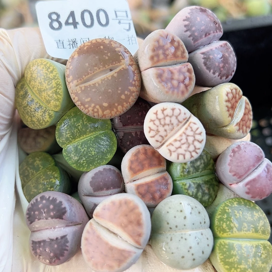 8400 好养易活生石花大母本18个