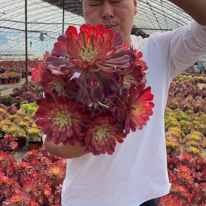 23.8红桐白一棵包邮