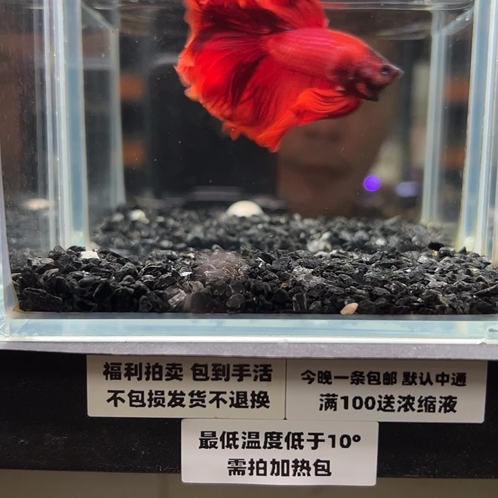 斗鱼竞拍跑单拉黑25日30