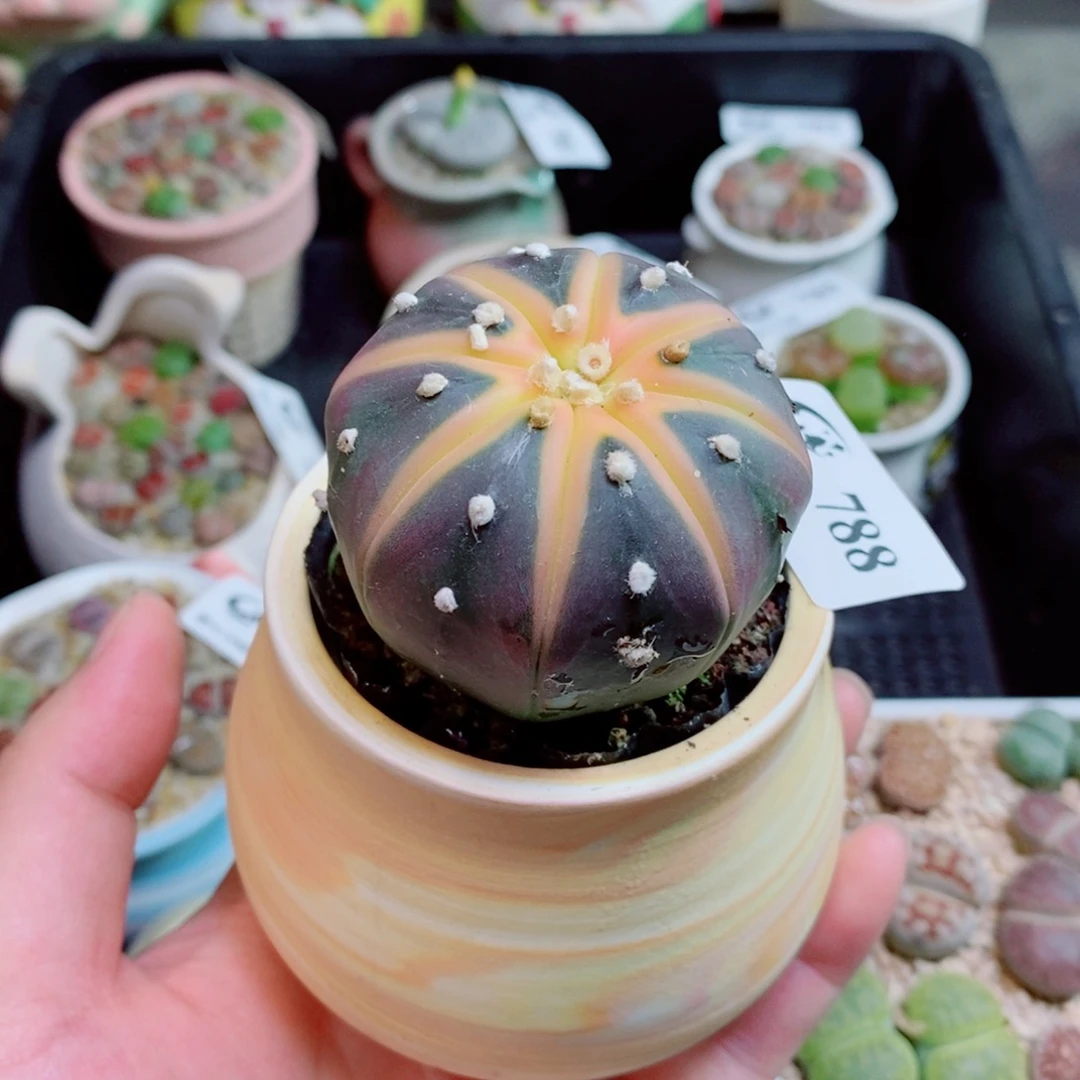 生石花花花花花花788