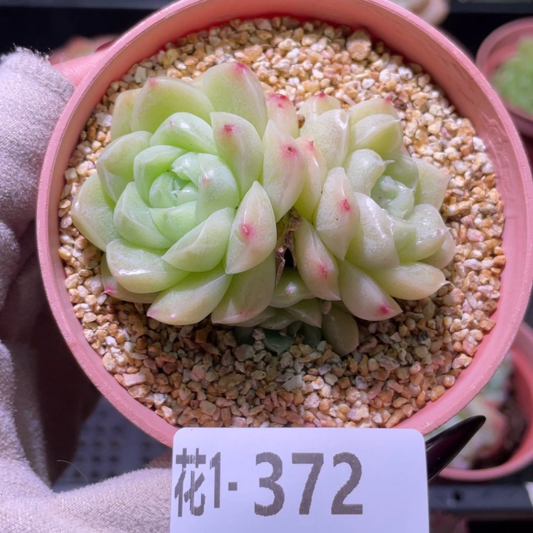 花利美1-372麦秆群
