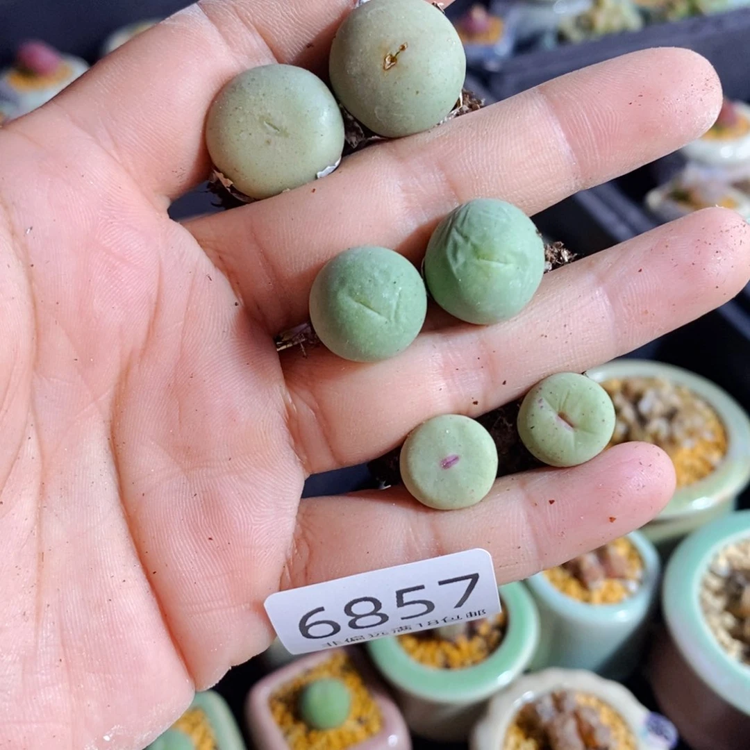 小*哥6857-_一物一拍