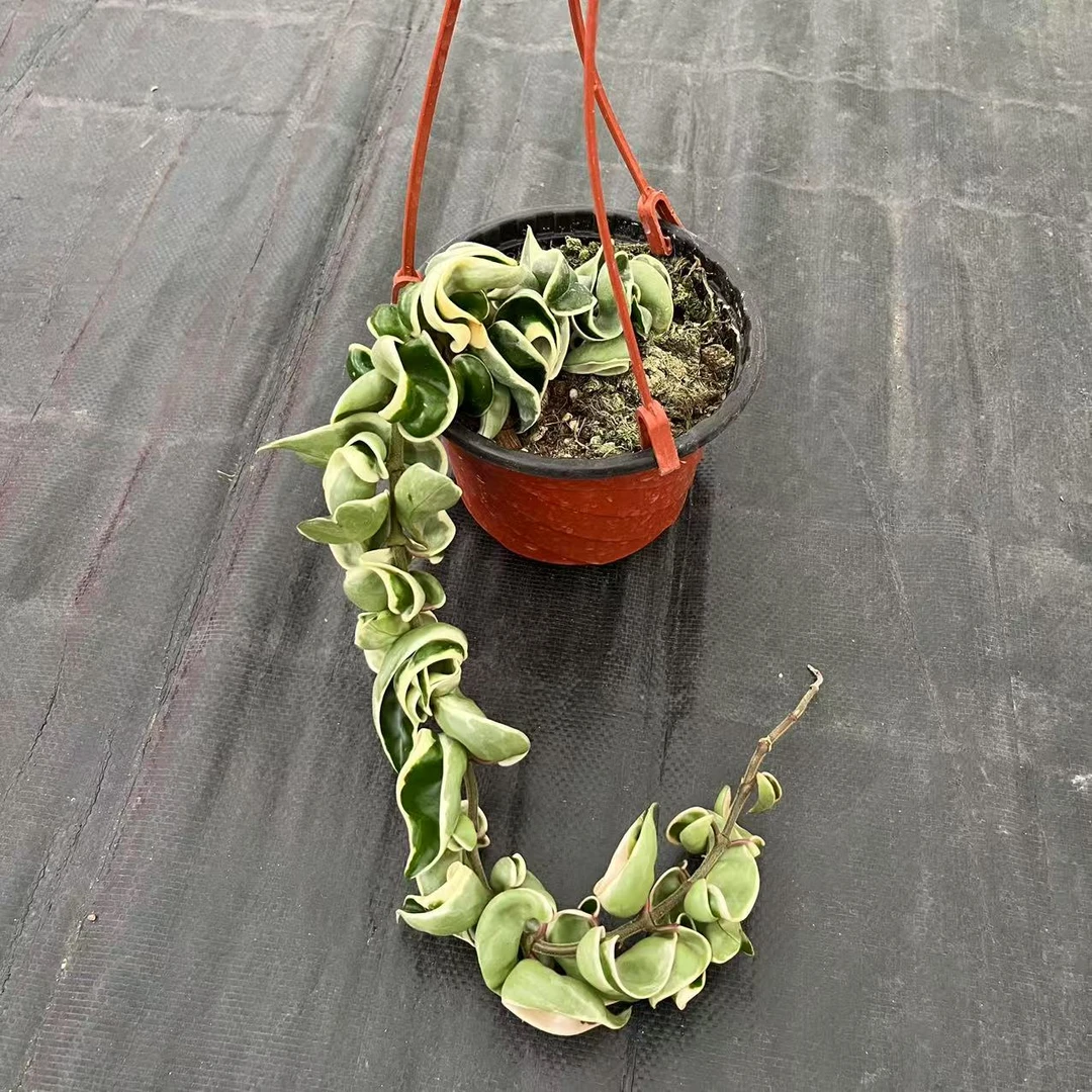 卷叶外锦 卷叶内锦球兰垂吊阳台植物花卉盆栽客厅栽培趣味美观