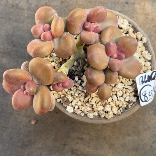 B****o谢谢姐姐，一物一拍012