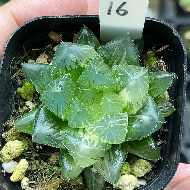 16大窗冰魄玉露锦带灯芯