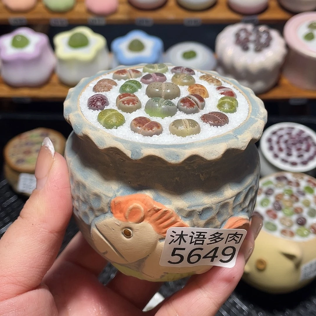 带盆土植物 一物一拍5649