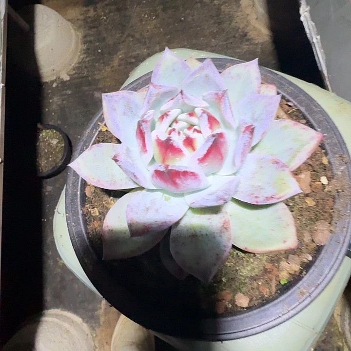 兔子专拍多肉植物