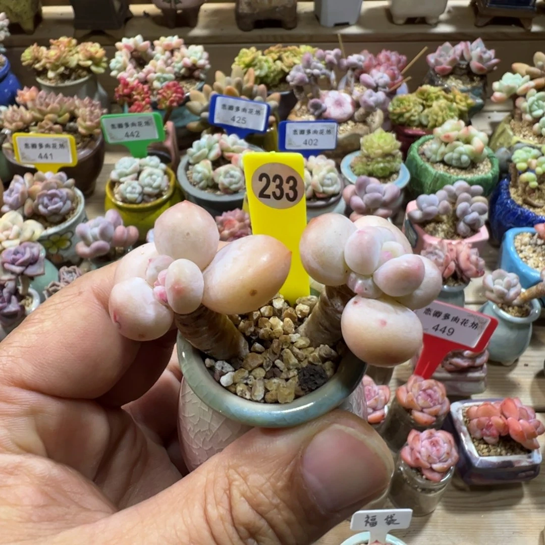 233香水老桩无砍带盆土发