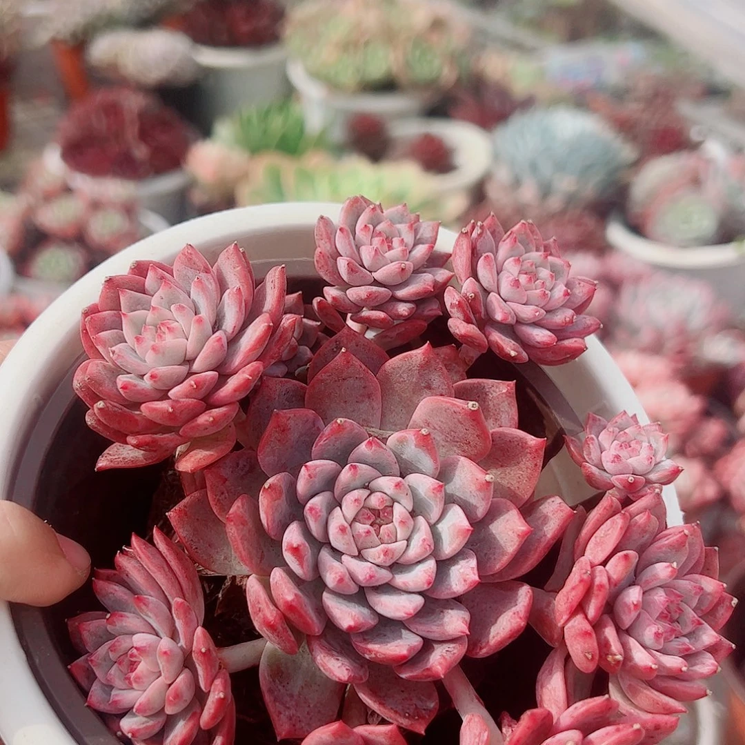 霜花多头造型精品