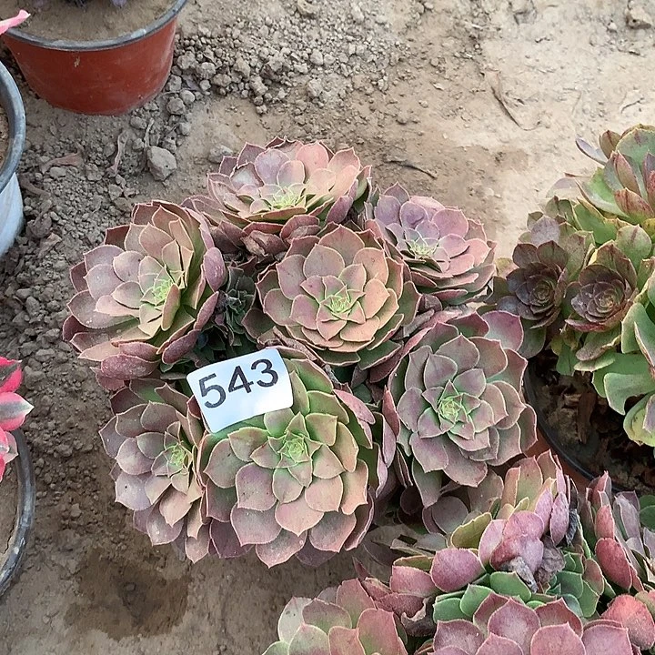 无花朵543万拉丝中量拍随机发