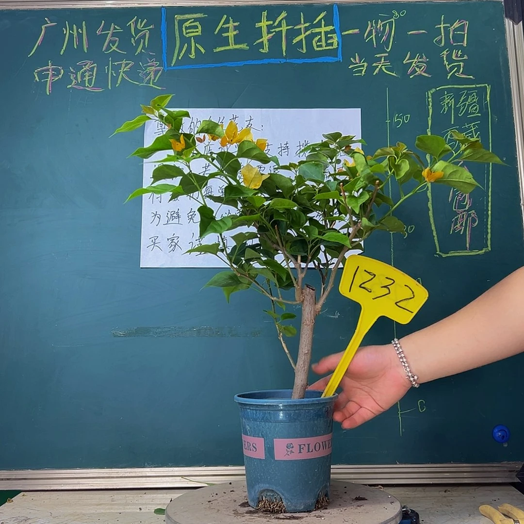 当前无花栽培后可以开花柠檬黄1232