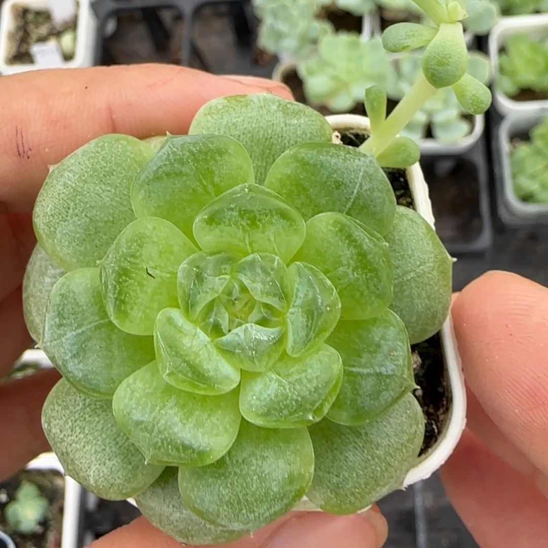 竹马中苗盆4床一个满25包邮