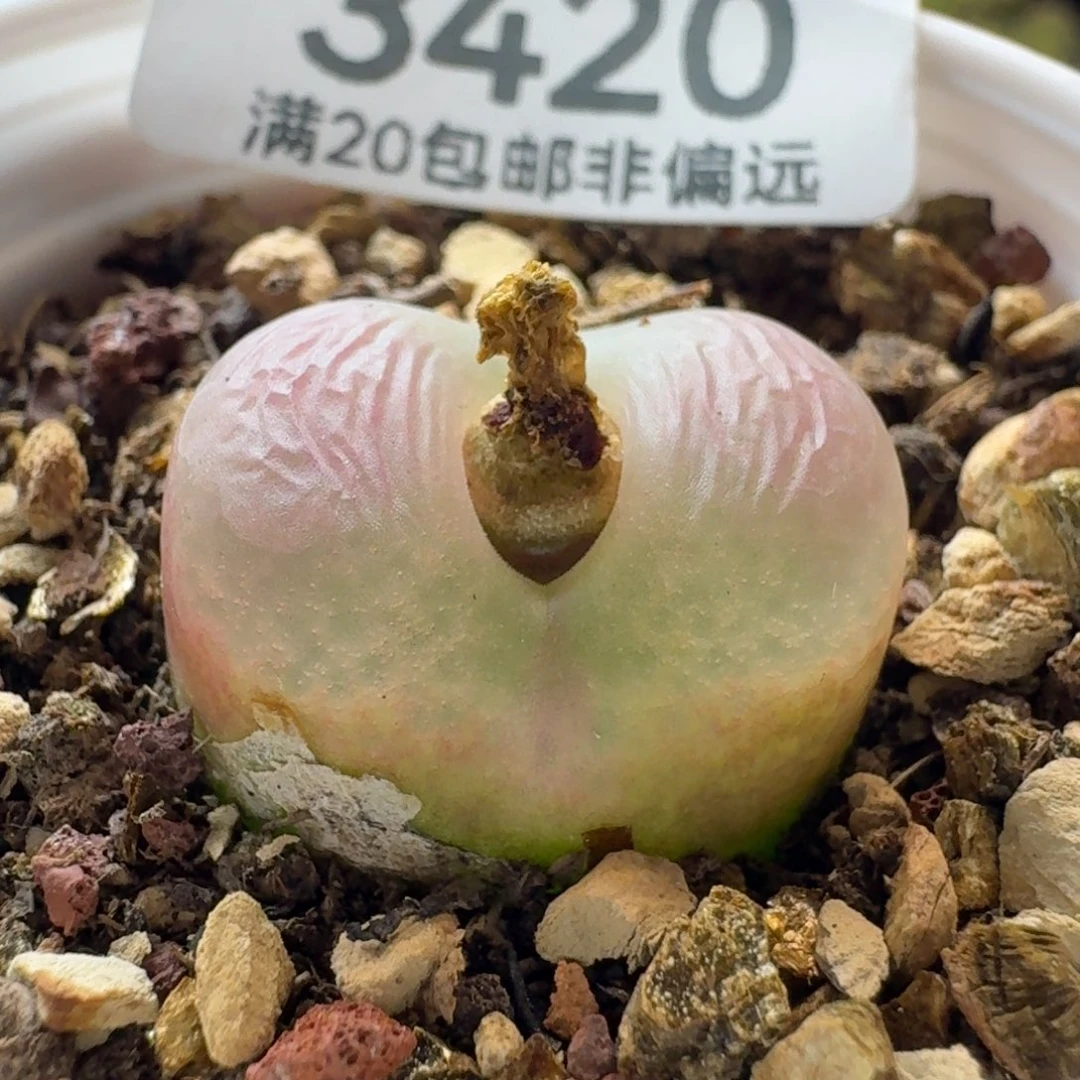 ，***，带盆土。