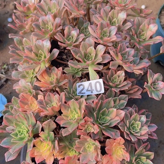 高***文多肉植物两个甜茶