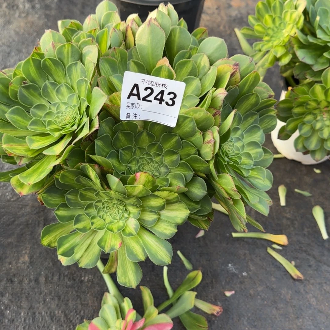 精品多肉植物243