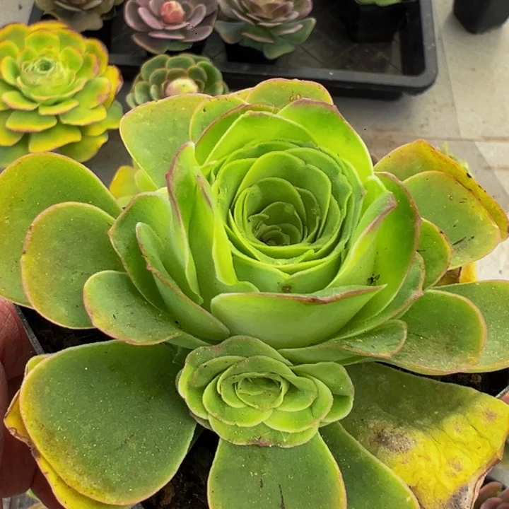 新*山地玫瑰浅梦玫瑰