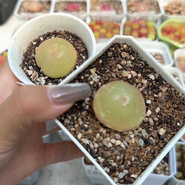 538灯泡亮了带盆土