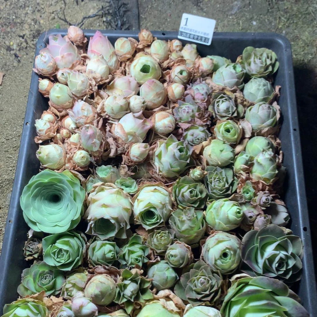 清棚货有瑕疵1号…………