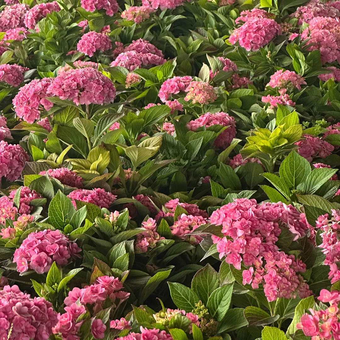 【云都花园】重瓣系列 太阳神殿  1加仑 云南露天种植绣球