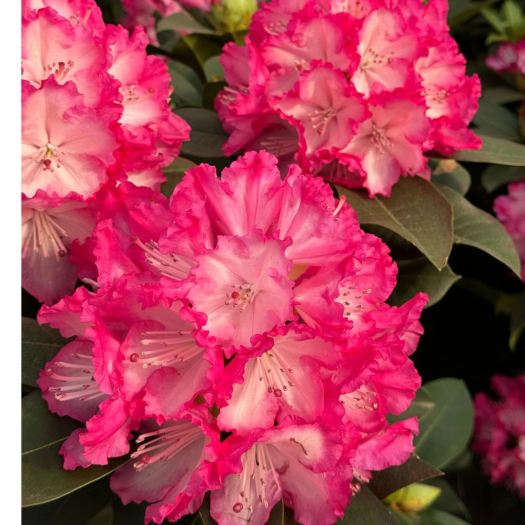红粉佳人 大叶高山杜鹃  别墅花卉庭院盆栽 木本花卉