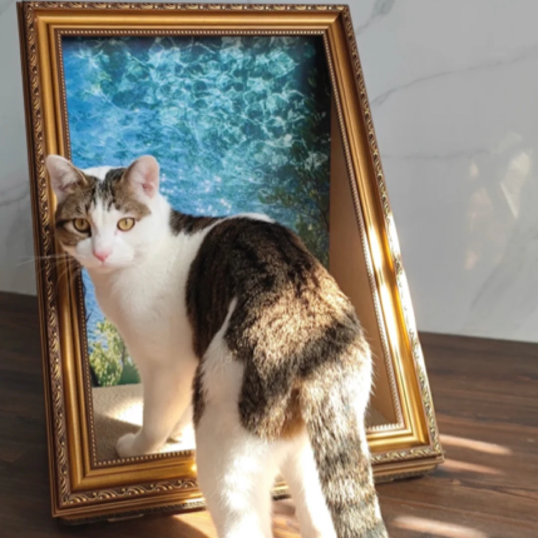 MeowArt 蒙娜丽莎油画猫窝猫抓板艺术画框高品质复古金套装