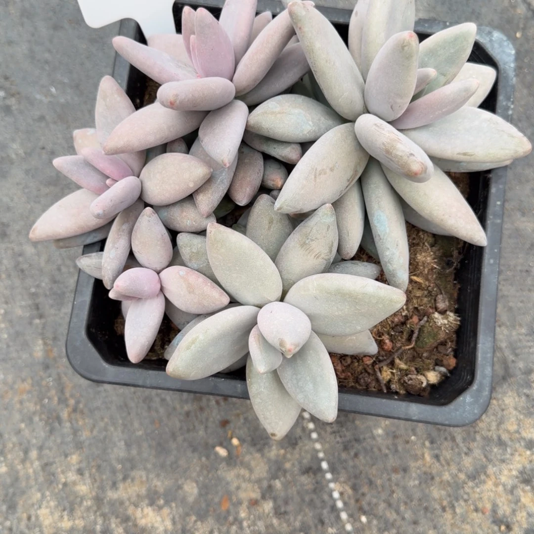 一物一拍超肥企鹅2