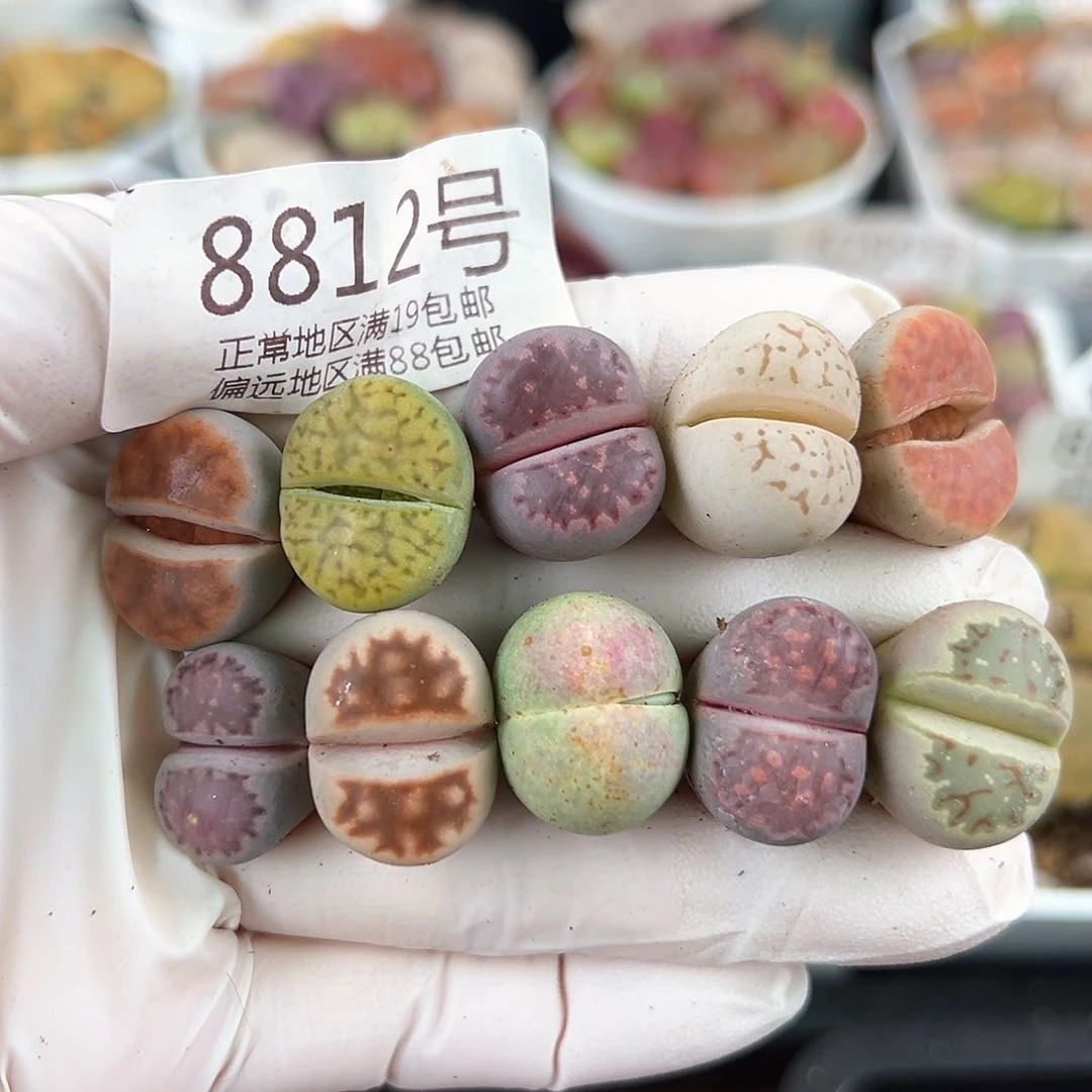 好养易活生石花大母本8812