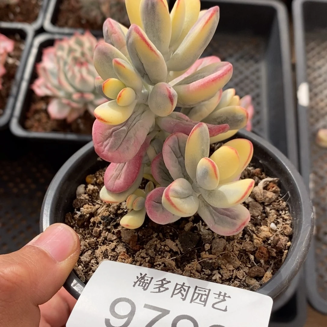 吉娃娃锦多肉植物9796