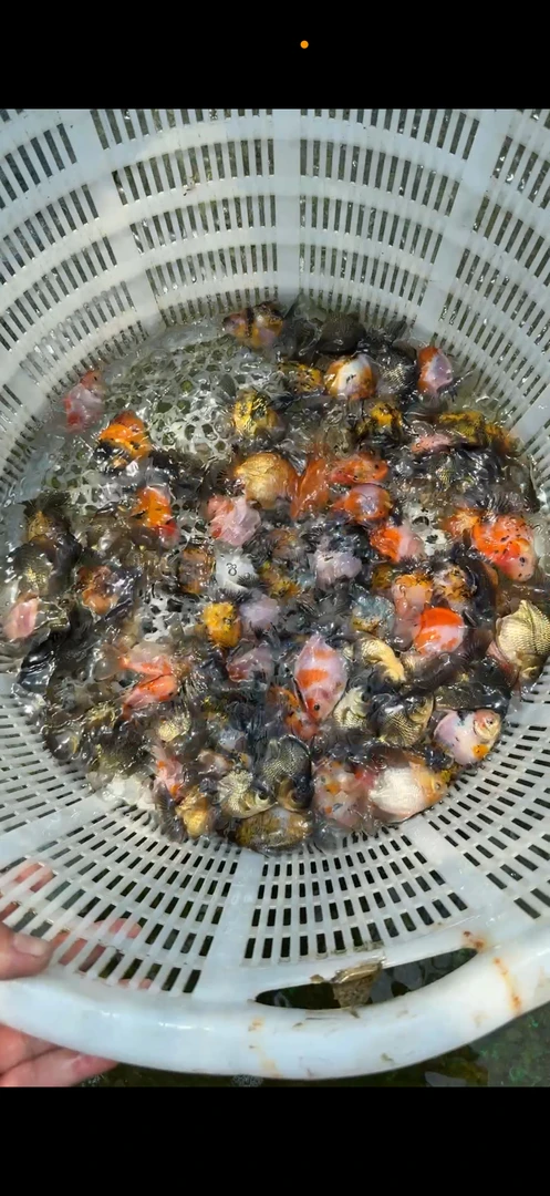 大头娃娃脸泰狮鱼苗10条5-7公分左右百褶泰狮将军体胡三金鱼