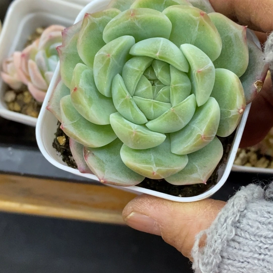 精品多肉一物一一拍不包整81