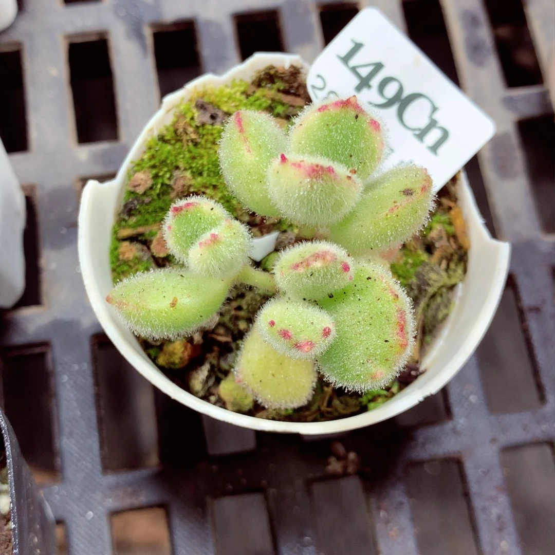 5厘米盆精控多肉149