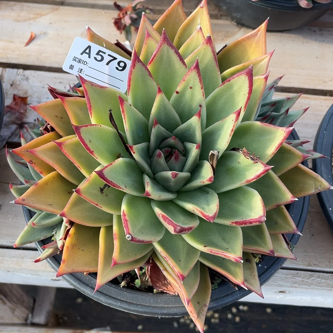 若如东云单拍A579