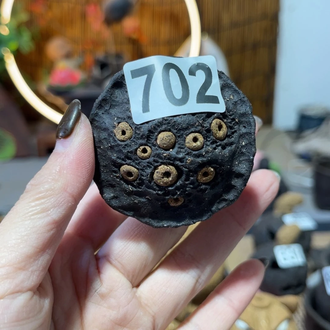 木村信弘柴烧保平