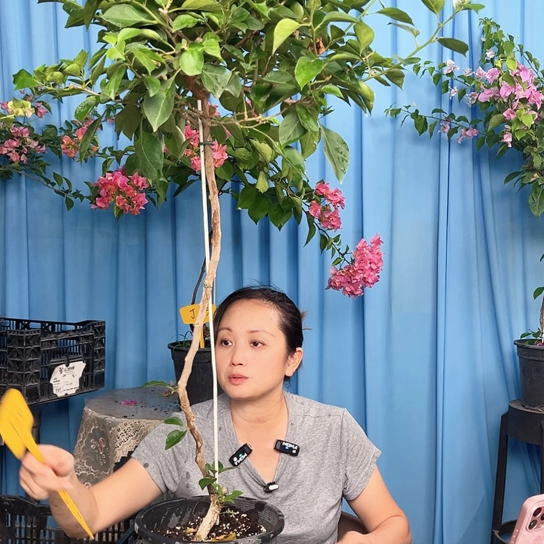 A***燕大部分开放少量花苞J24佩德罗