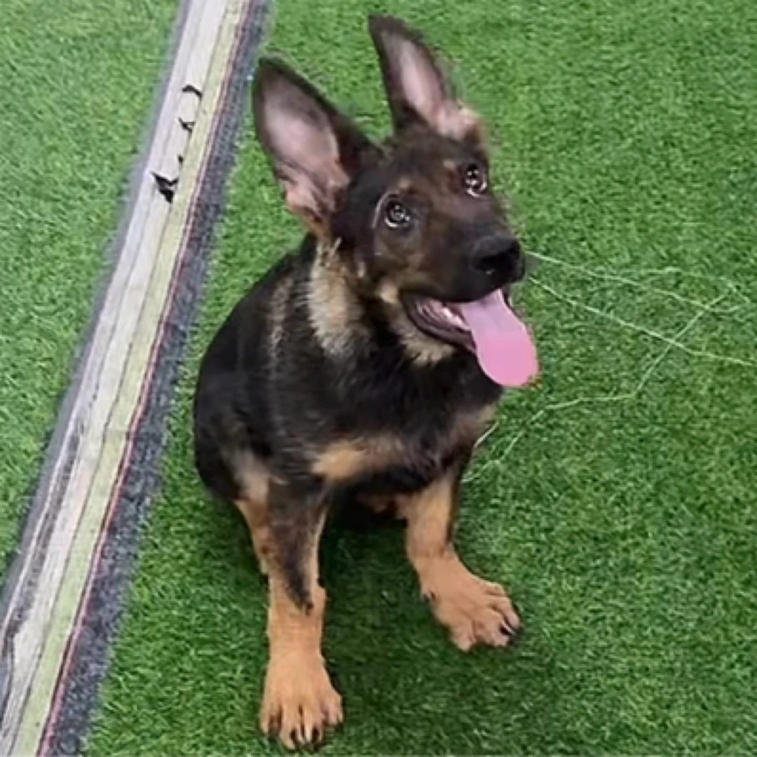 东德牧羊犬（雷欧）