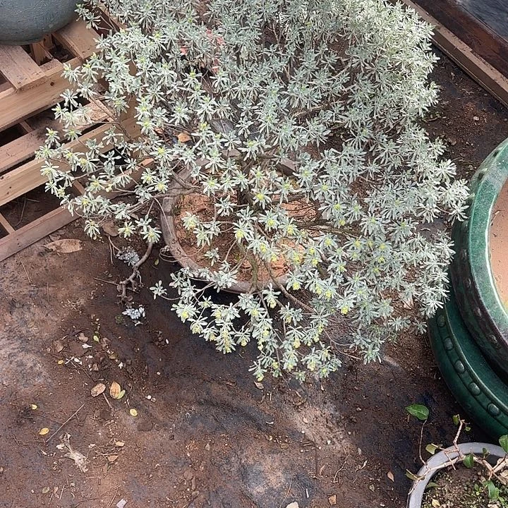 华***松无花朵哈哈哈哈哈哈