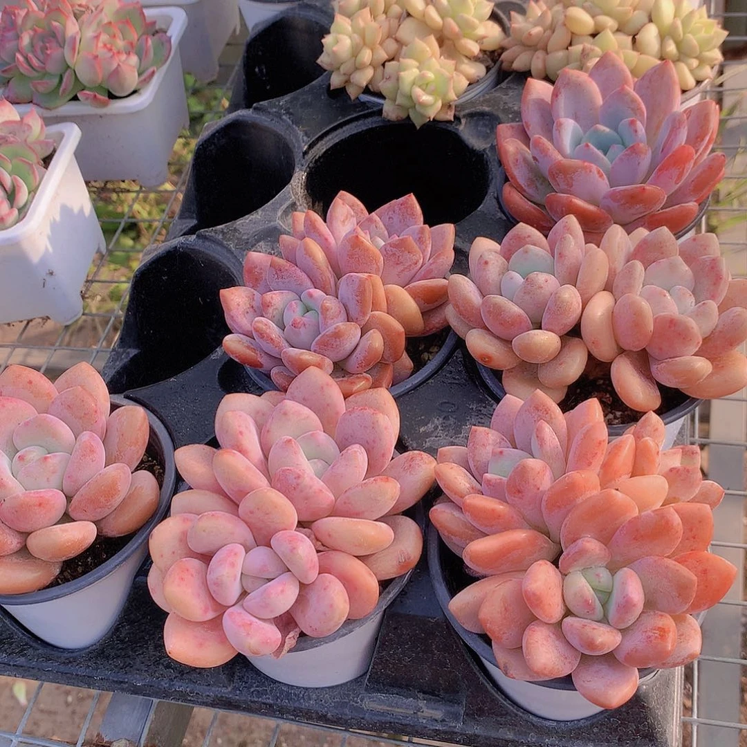 奥橙两颗345688999000