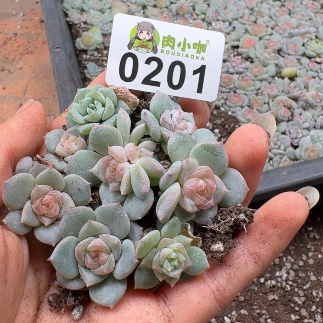 多肉植物多肉植物