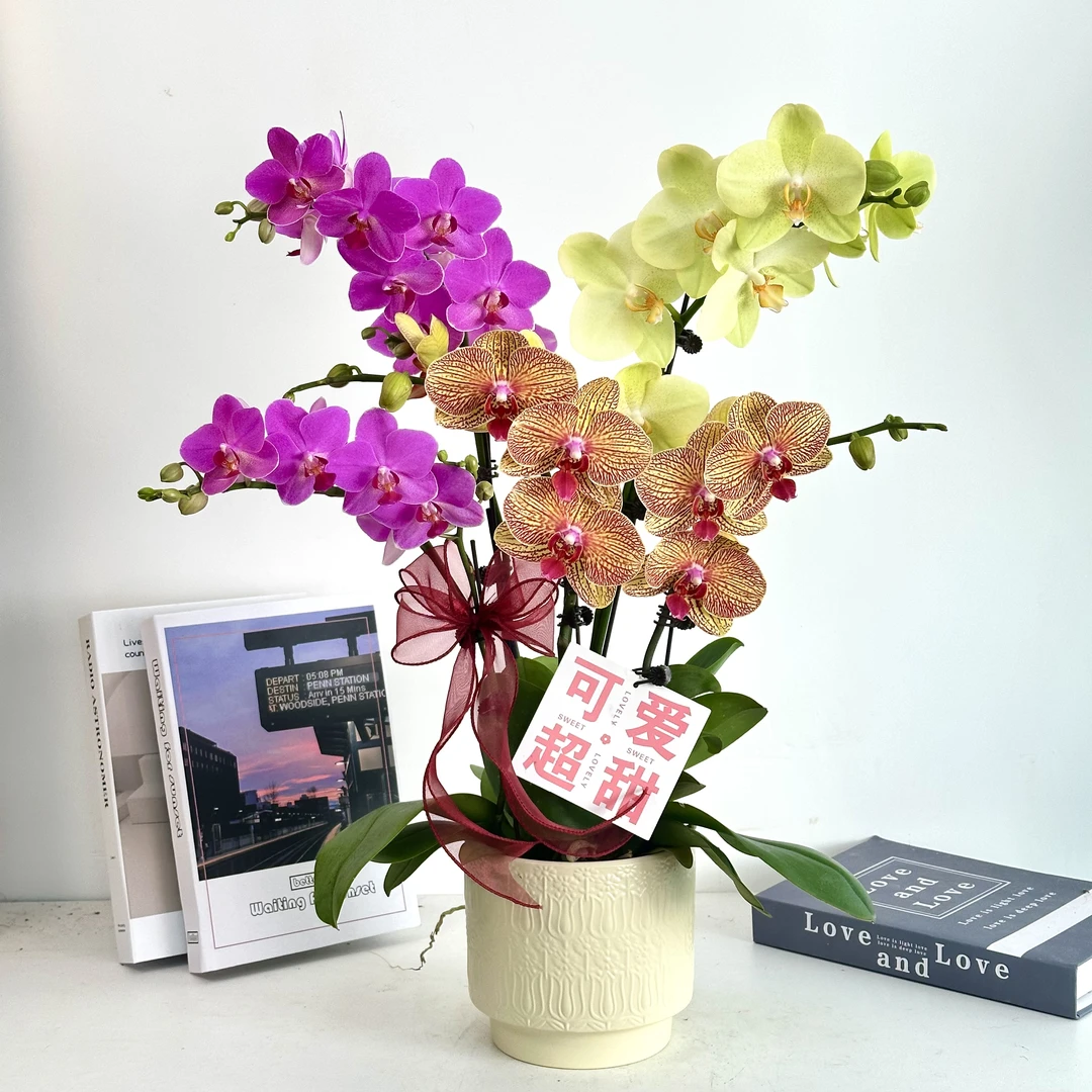 妗画【锦绣 山河】蝴蝶兰鲜花精致组盆 开花株 室内绿植