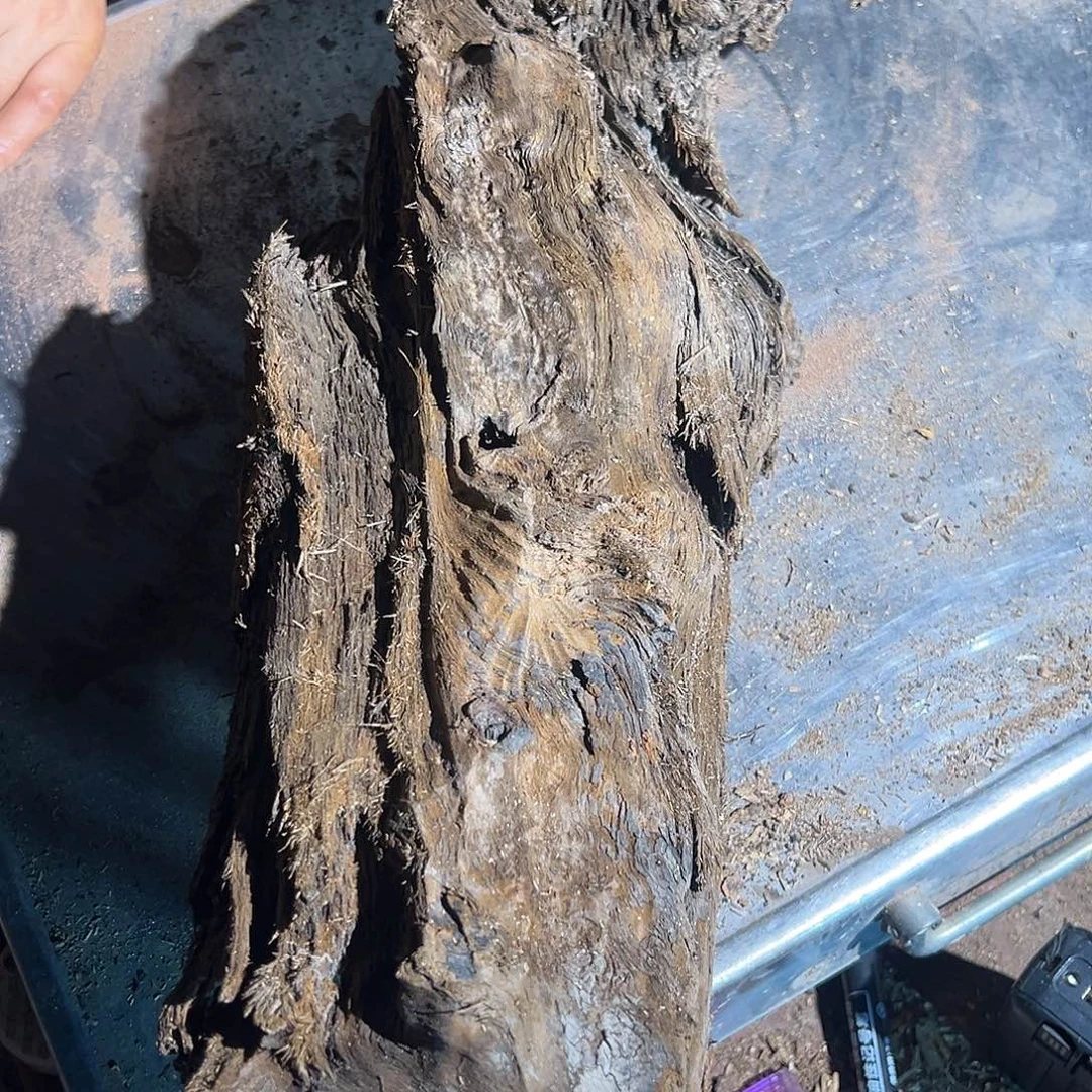 楠木调*牛11111111111