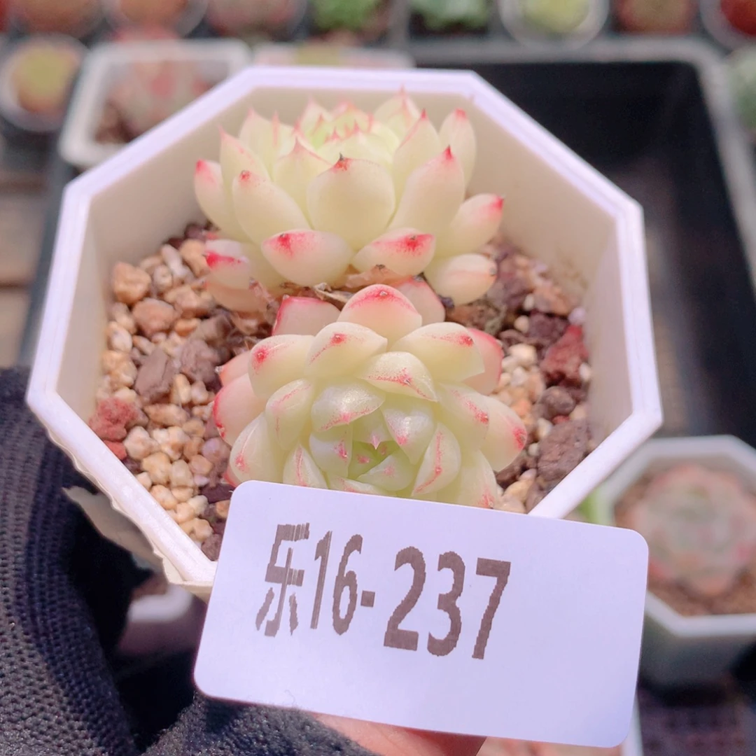 乐然16-237 女王玫瑰